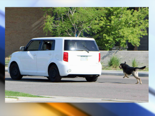 Illustration for article titled Most Clueless Dog Owner of the Month Goes To...